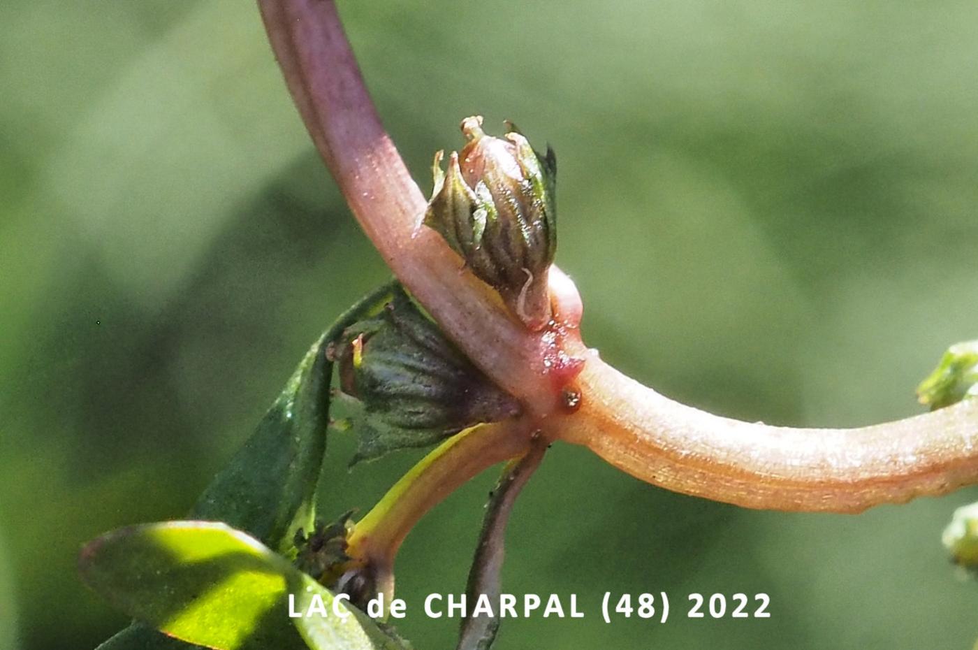 Water purslane fruit